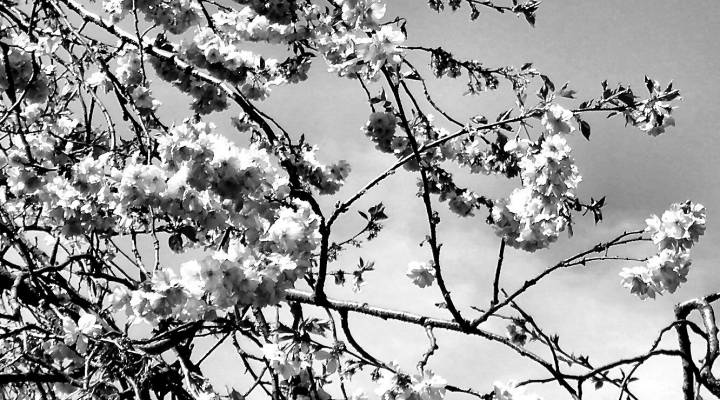 A tree in blossom