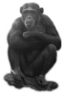 A chimpanzee surveys the scene atop a log
